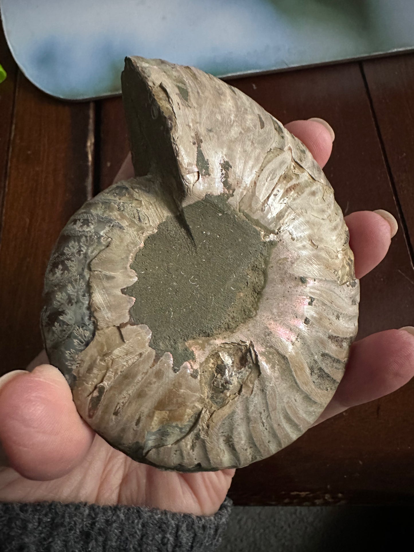 Ammonite Fossil
