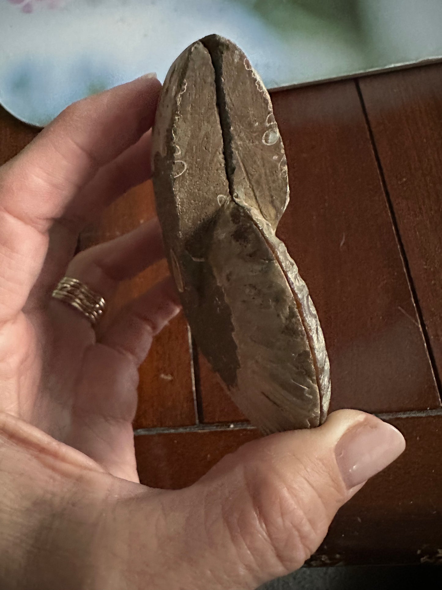 Ammonite Fossil