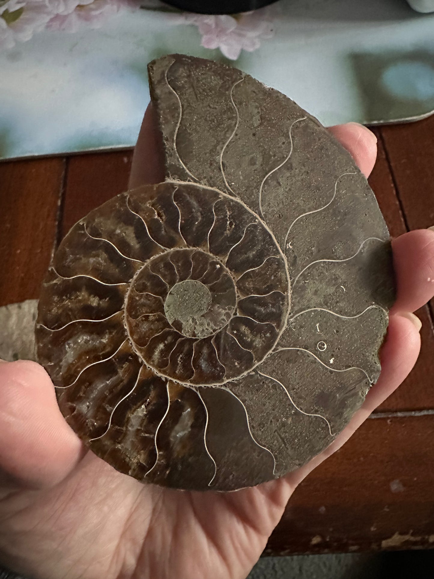Ammonite Fossil