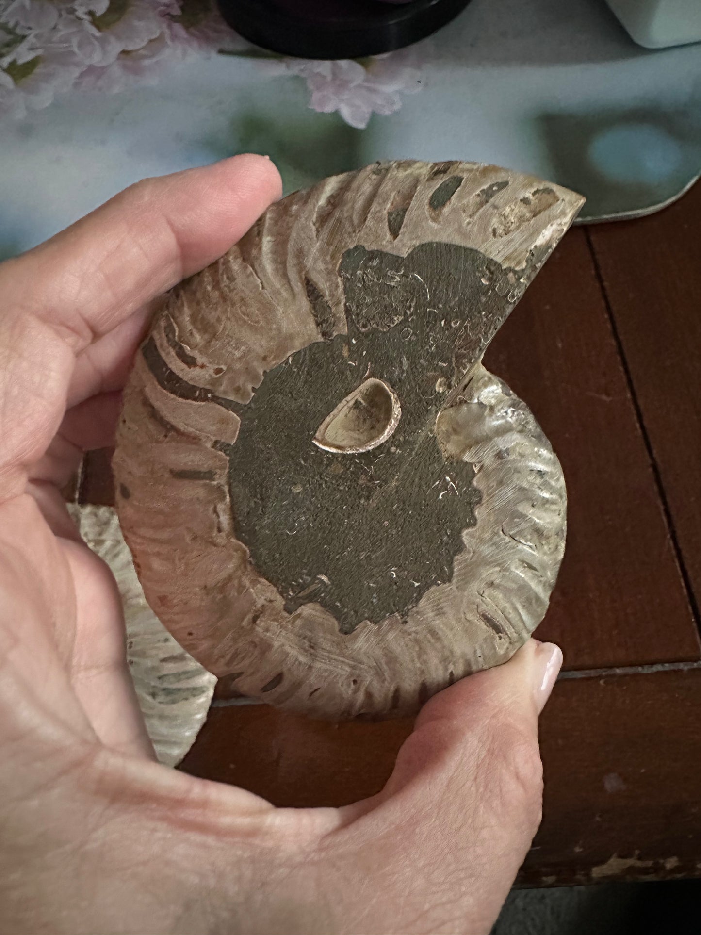 Ammonite Fossil