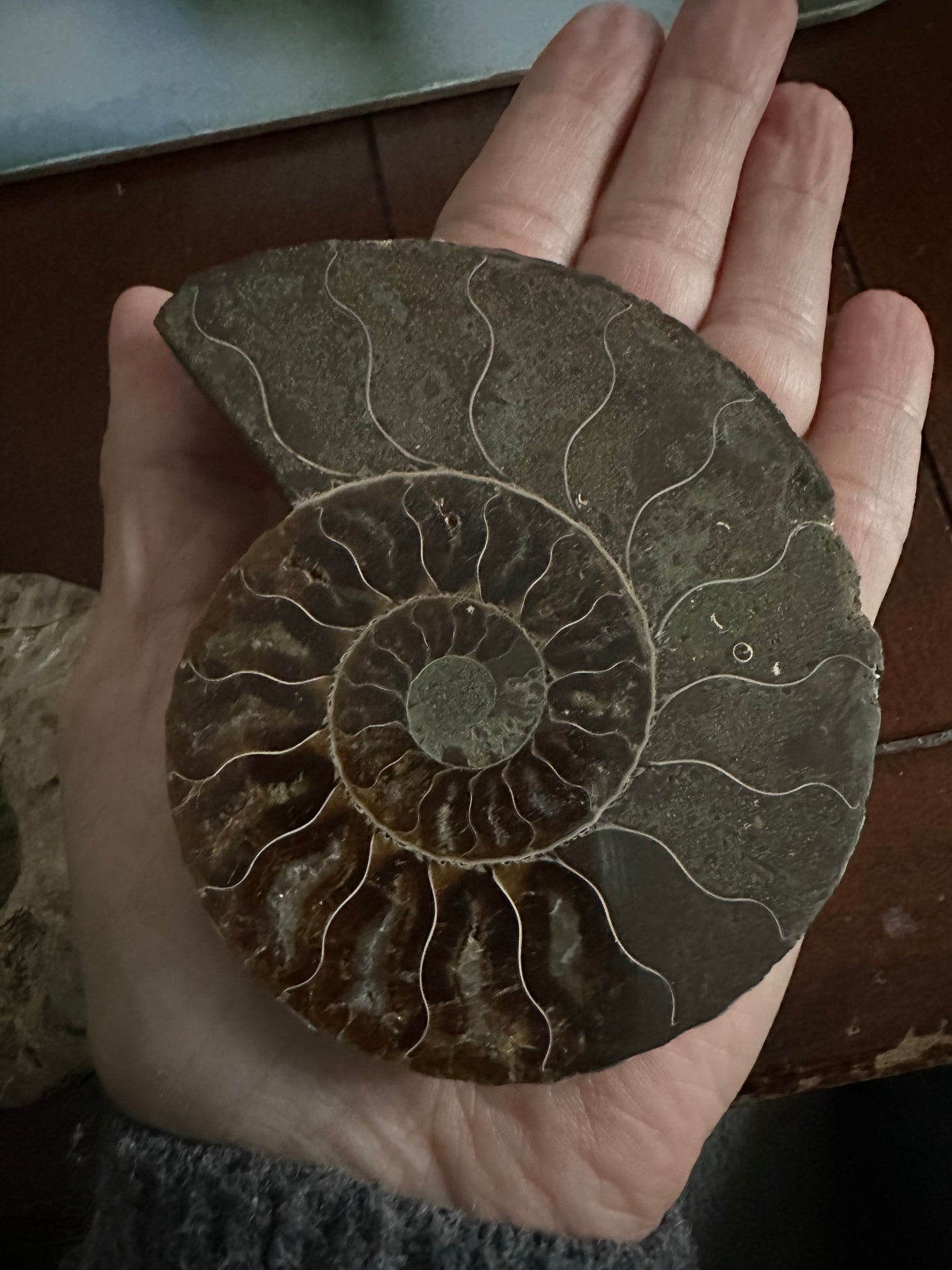 Ammonite Fossil