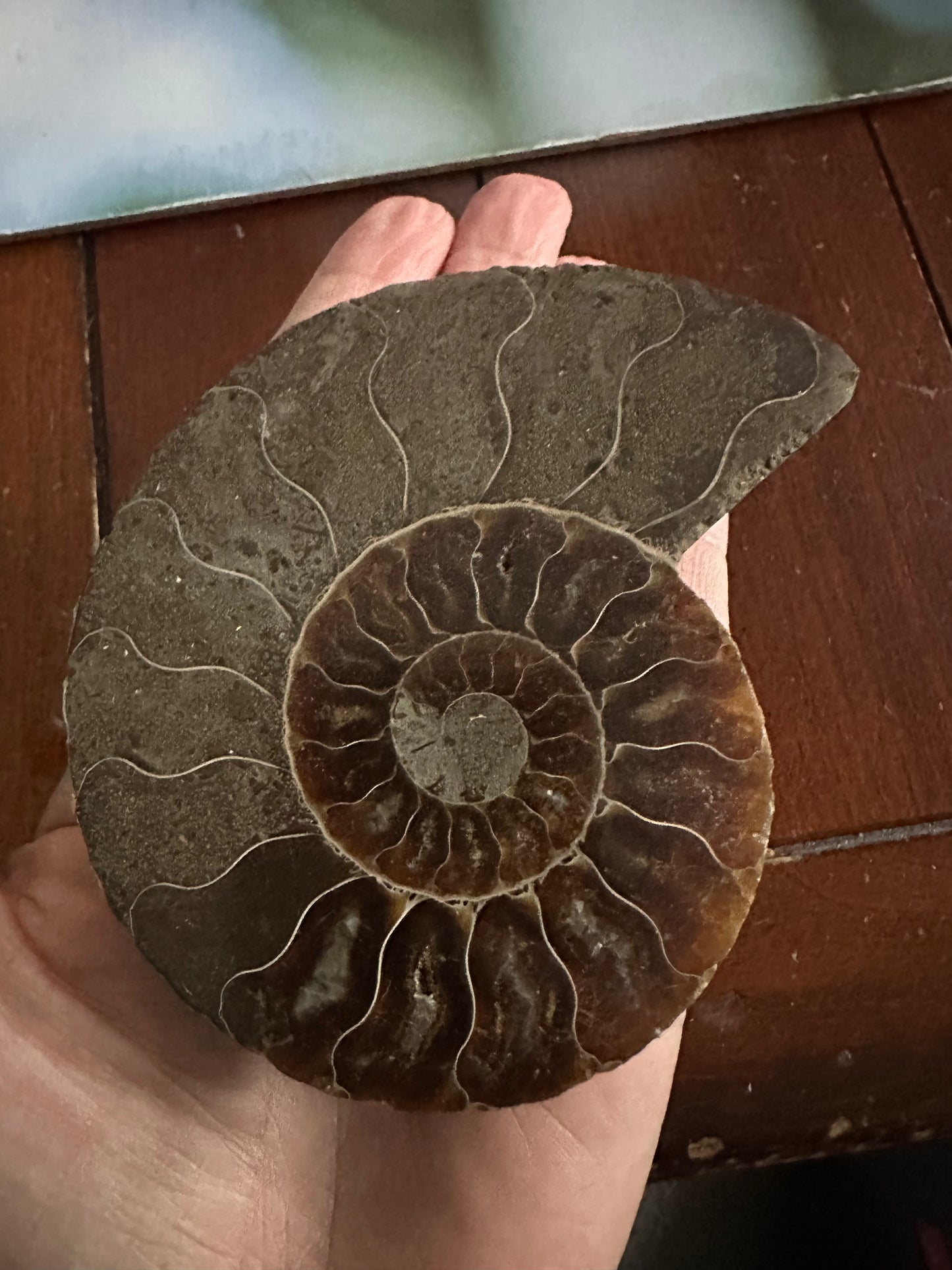 Ammonite Fossil