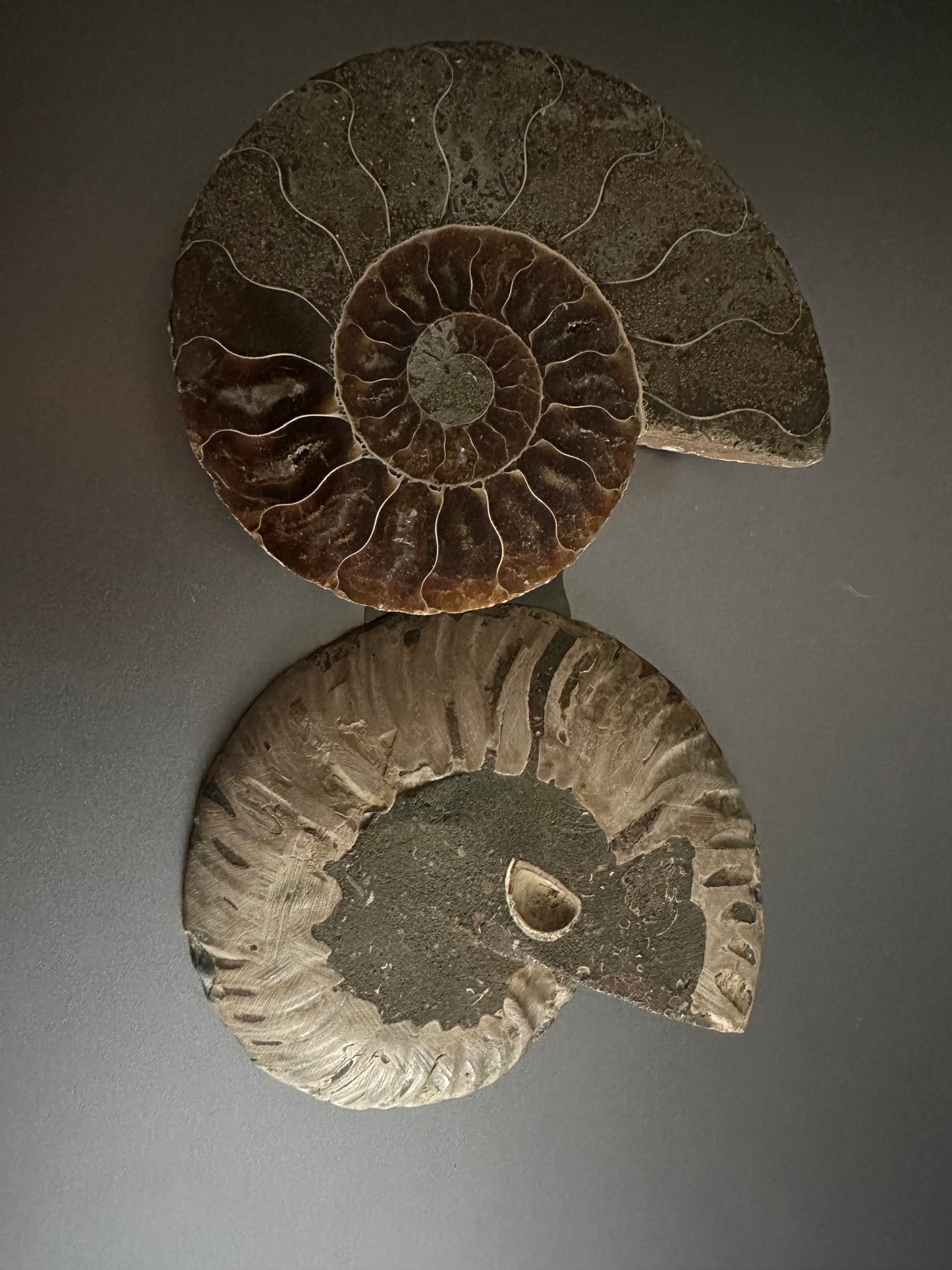 Ammonite Fossil