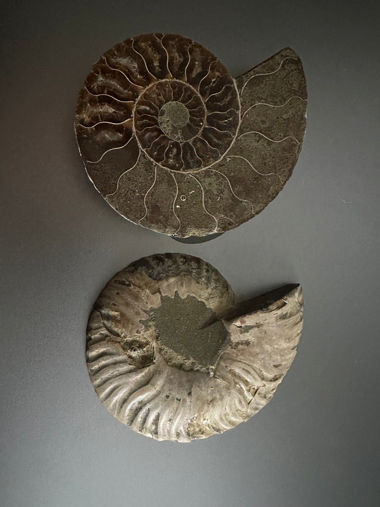 Ammonite Fossil