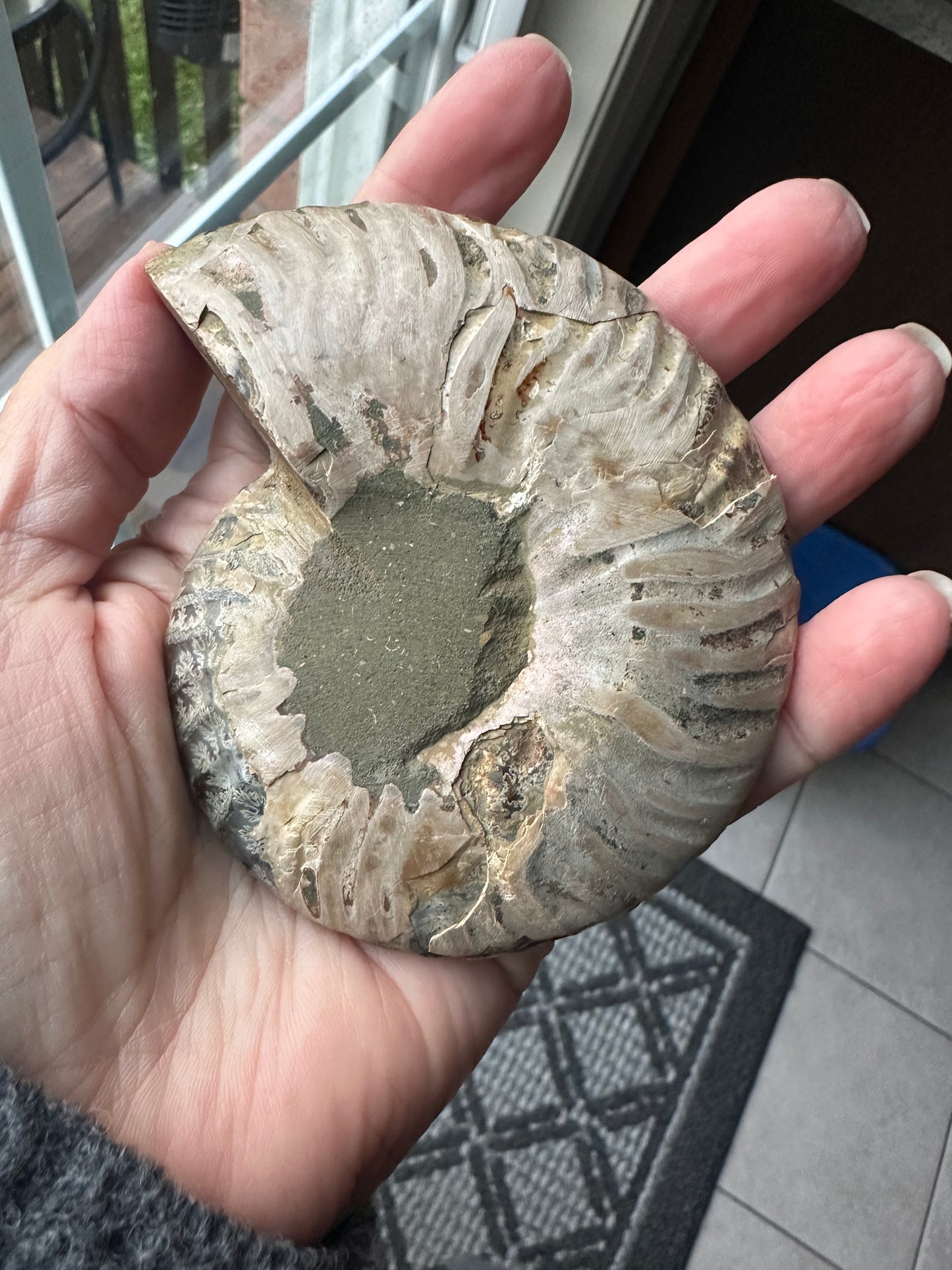 Ammonite Fossil