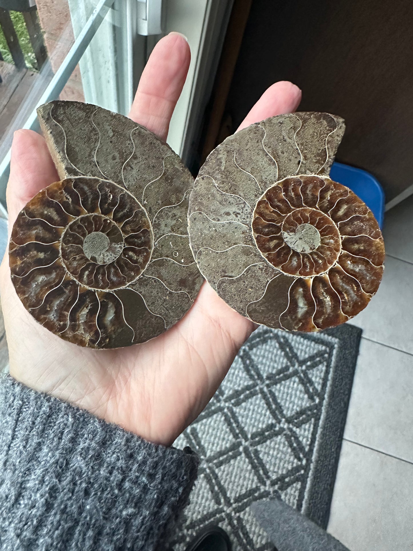 Ammonite Fossil