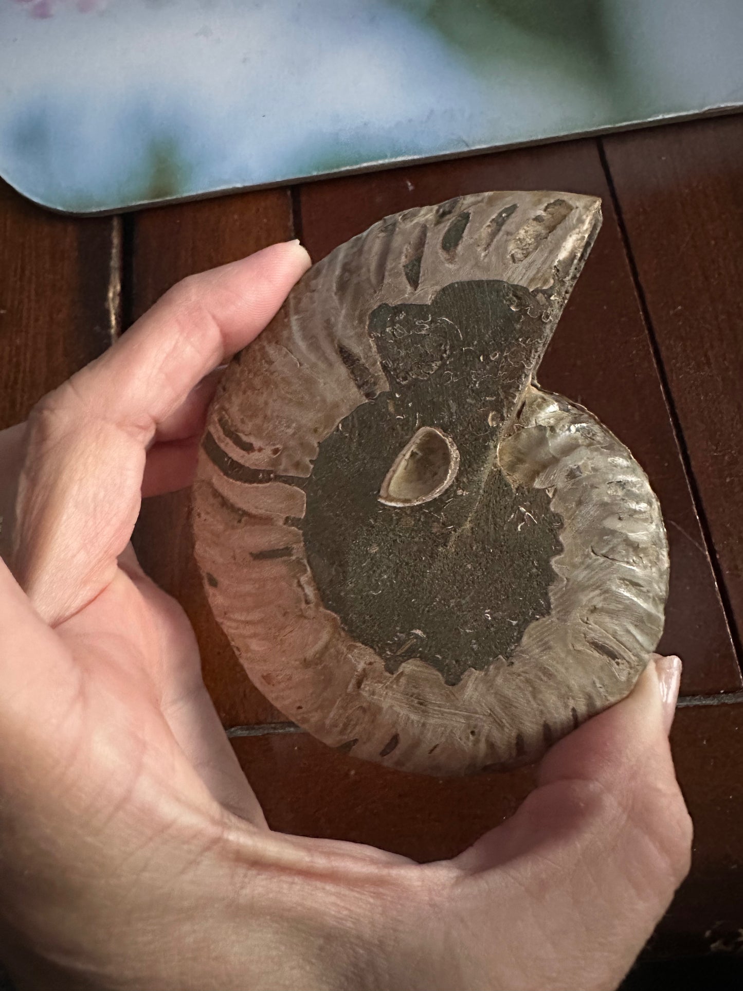 Ammonite Fossil