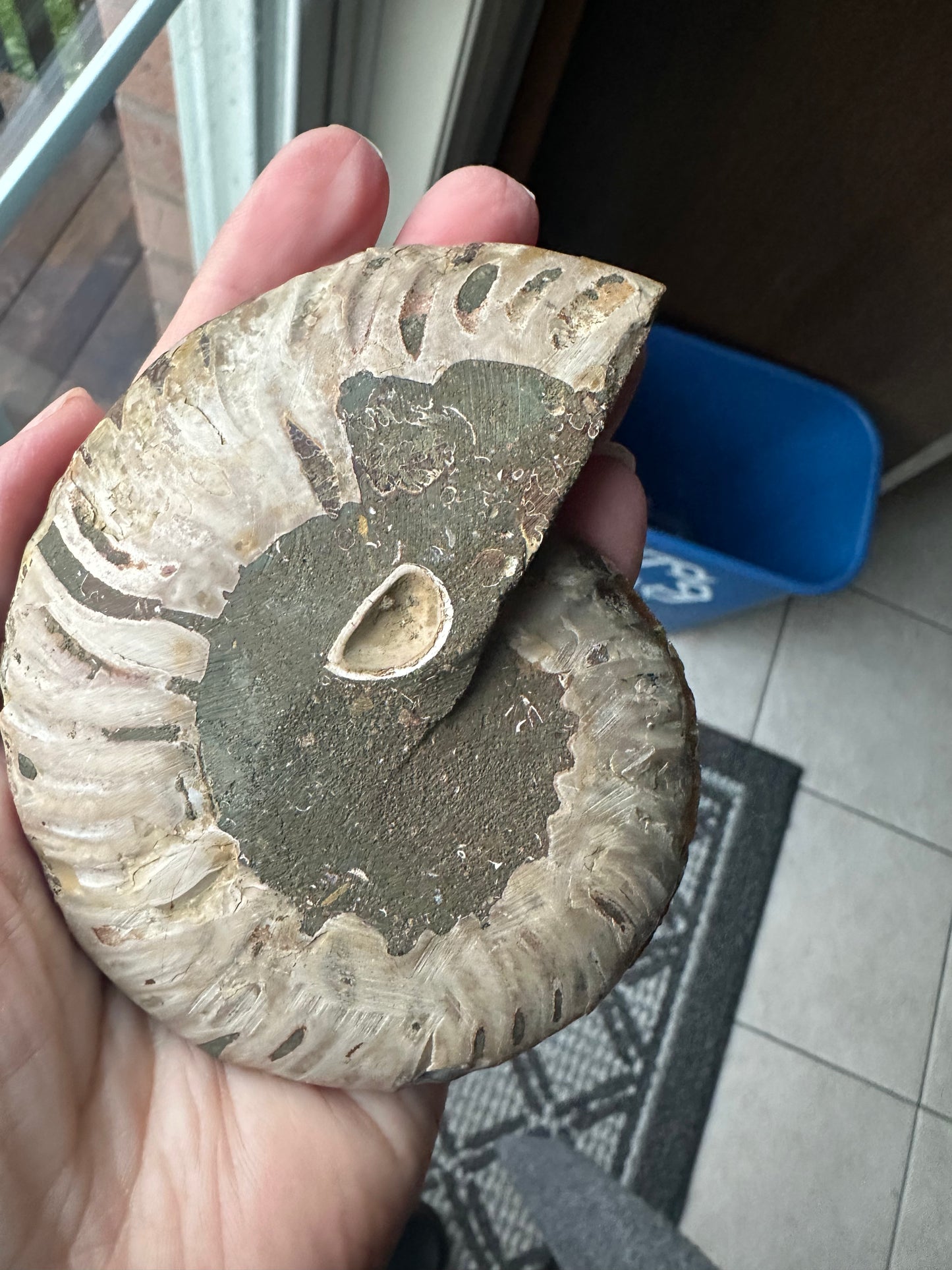 Ammonite Fossil