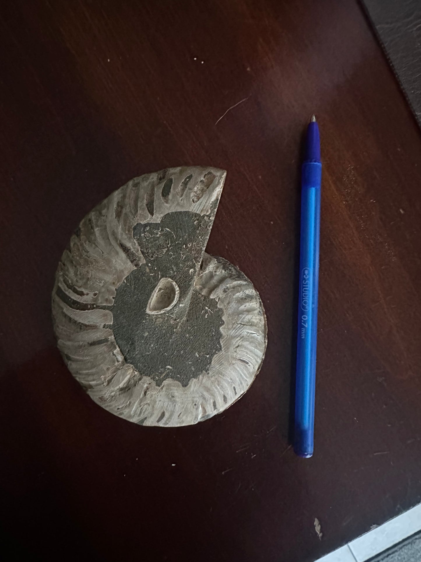 Ammonite Fossil